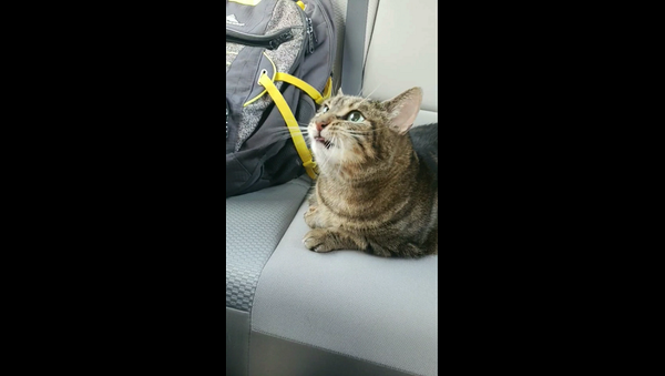 Мужчина снял забавное видео, как его кошка сломалась после похода к ветеринару - Sputnik Грузия