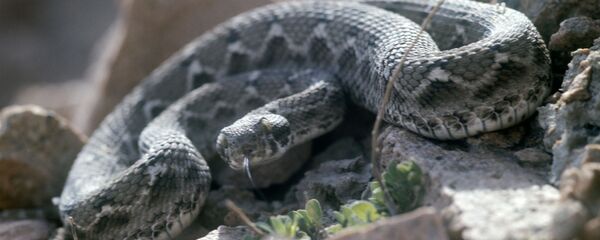 გიურზა გიურზა - Sputnik საქართველო