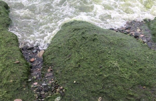 Нашествие водорослей на пляжи Поти - специалисты срочно проверили качество воды  - Sputnik Грузия