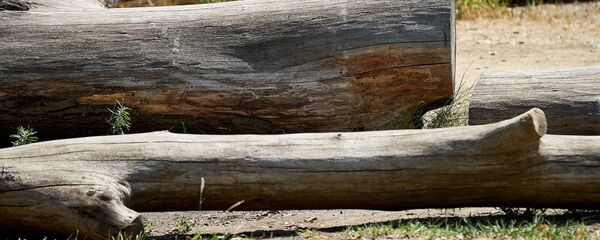 Спиленные деревья - Sputnik Грузия