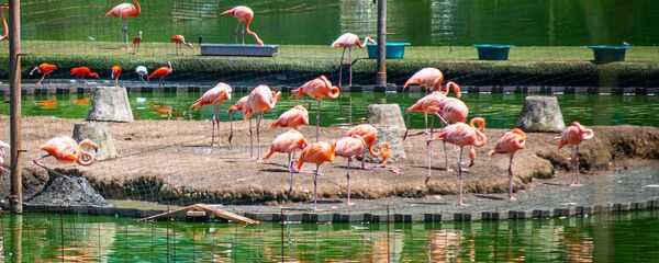Дендрологический парк в Шекветили Дендрологический парк в Шекветили - Sputnik საქართველო