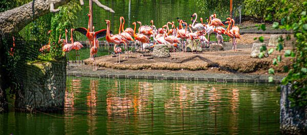 დენდროლოგიური პარკი - Sputnik საქართველო