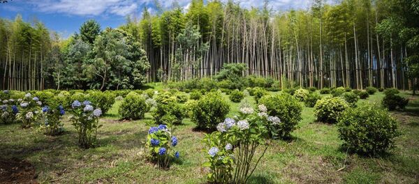 Каприз миллиардера: лучшие виды дендропарка в Шекветили - видео - Sputnik Грузия