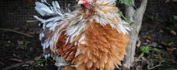 ქათამი - Sputnik საქართველო