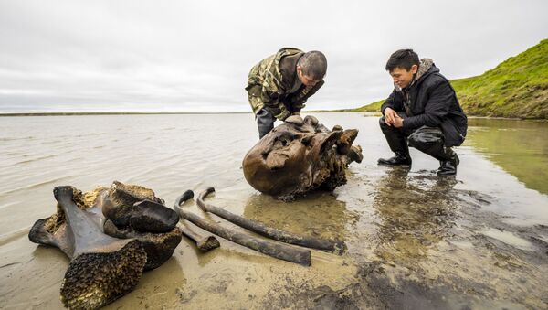 Фрагменты костей взрослого мамонта времен палеолита, обнаруженные в ходе археологических раскопок на территории Ямало-Ненецкого округа - Sputnik Грузия