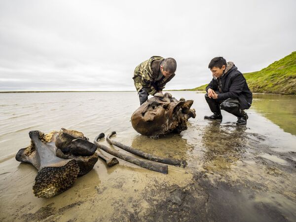 В ямальском озере Печевалавато местные жители нашли фрагменты скелета мамонта с мягкими тканями


 - Sputnik Грузия