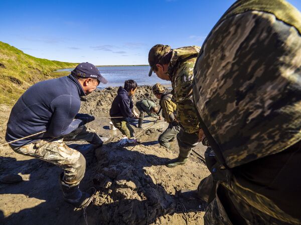 Богатейшая коллекция костных останков мамонтовой фауны собрана учеными на Гыданском полуострове - Sputnik Грузия