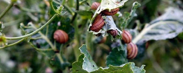 Плантации по разведению улиток в Грузии - Sputnik Грузия