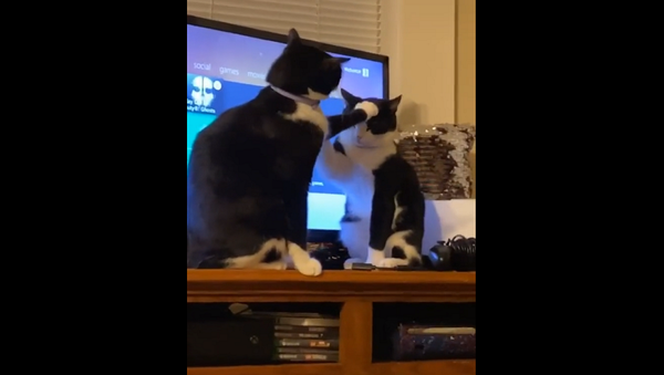 Очень ленивая драка кошек развеселила соцсети – видео - Sputnik Грузия