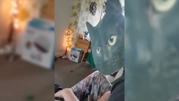 Парень в гигантской кошачьей маске шокировал своего кота – забавное видео - Sputnik Грузия