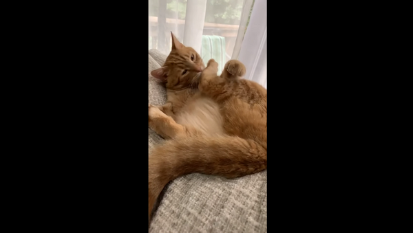 Кот решил помыть свою лапу, но потерял над ней контроль – забавное видео - Sputnik Грузия