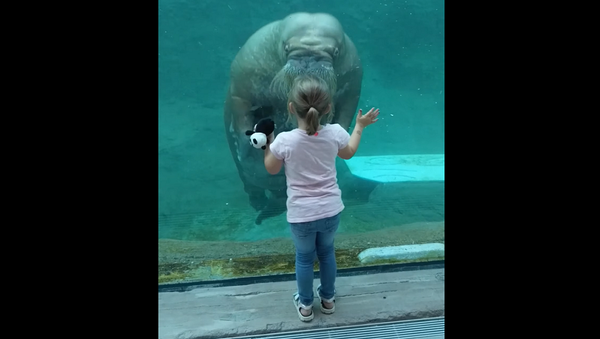 Морж поцеловал маленькую девочку через стекло в зоопарке и покорил Сеть – видео - Sputnik Грузия