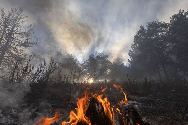 Пламя огня в лесу в Калифорнии  - Sputnik Грузия