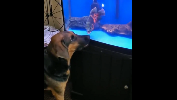 Знакомство собаки с большой аквариумной рыбой развеселило хозяев – видео - Sputnik Грузия