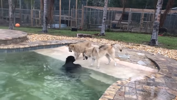Медведь, лев и волк вместе играют в бассейне – потрясающее видео - Sputnik Грузия