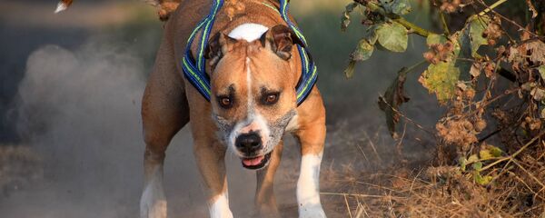 Питбуль - Sputnik Грузия