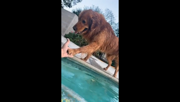 Пес волнуется за тонущего в бассейне хозяина и не отпускает его руку – видео - Sputnik Грузия