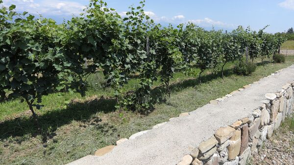 Виноградник на предприятии по производству биовина в селе Руиспири, Ахметского района - Sputnik Грузия