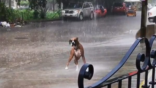 Необычная реакция собаки на проливной дождь покорила Сеть – видео - Sputnik Грузия