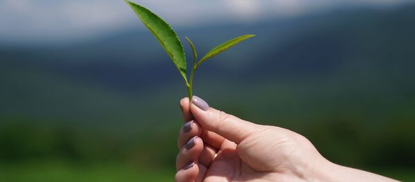 Сбор чая  - Sputnik Грузия