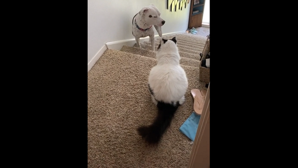 Собака хитро прошла мимо охраняющей лестницу злой кошки – забавное видео - Sputnik Грузия