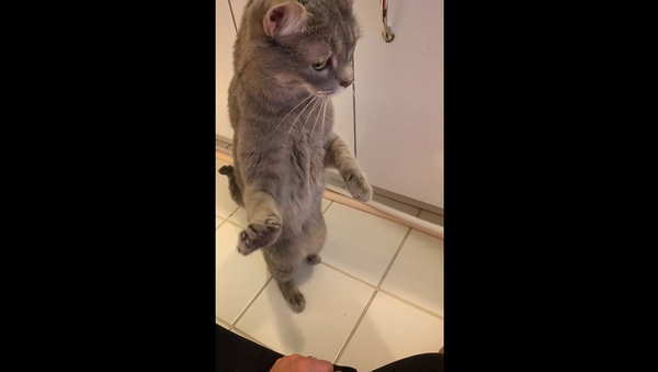 Кот впервые увидел автоматический лоток – видео его забавной реакции - Sputnik Грузия