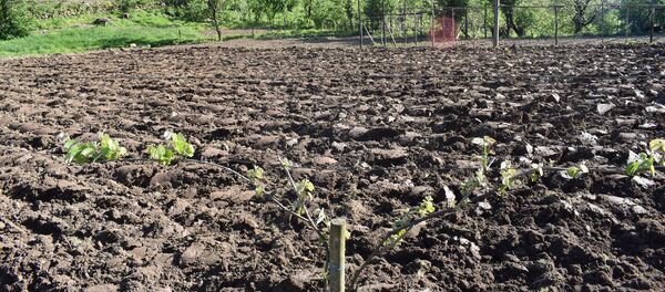 Сельскохозяйственные работы на земельных участках - Sputnik Грузия