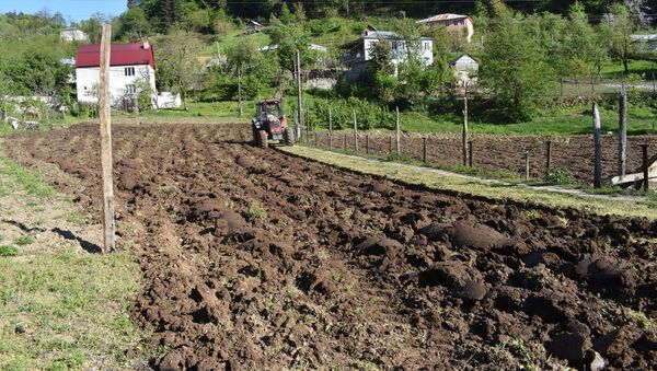 Сельскохозяйственные работы на земельных участках в районе Кеда, Аджария - Sputnik Грузия