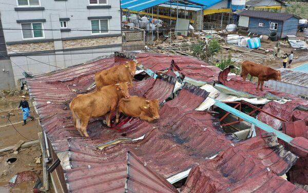 Коровы, застрявшие на крыше из-за наводнения в Южной Корее - Sputnik Грузия