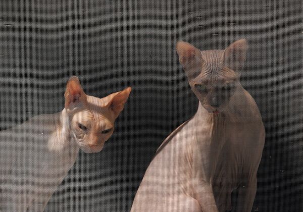 Две кошки породы сфинкс у окна - Sputnik Грузия