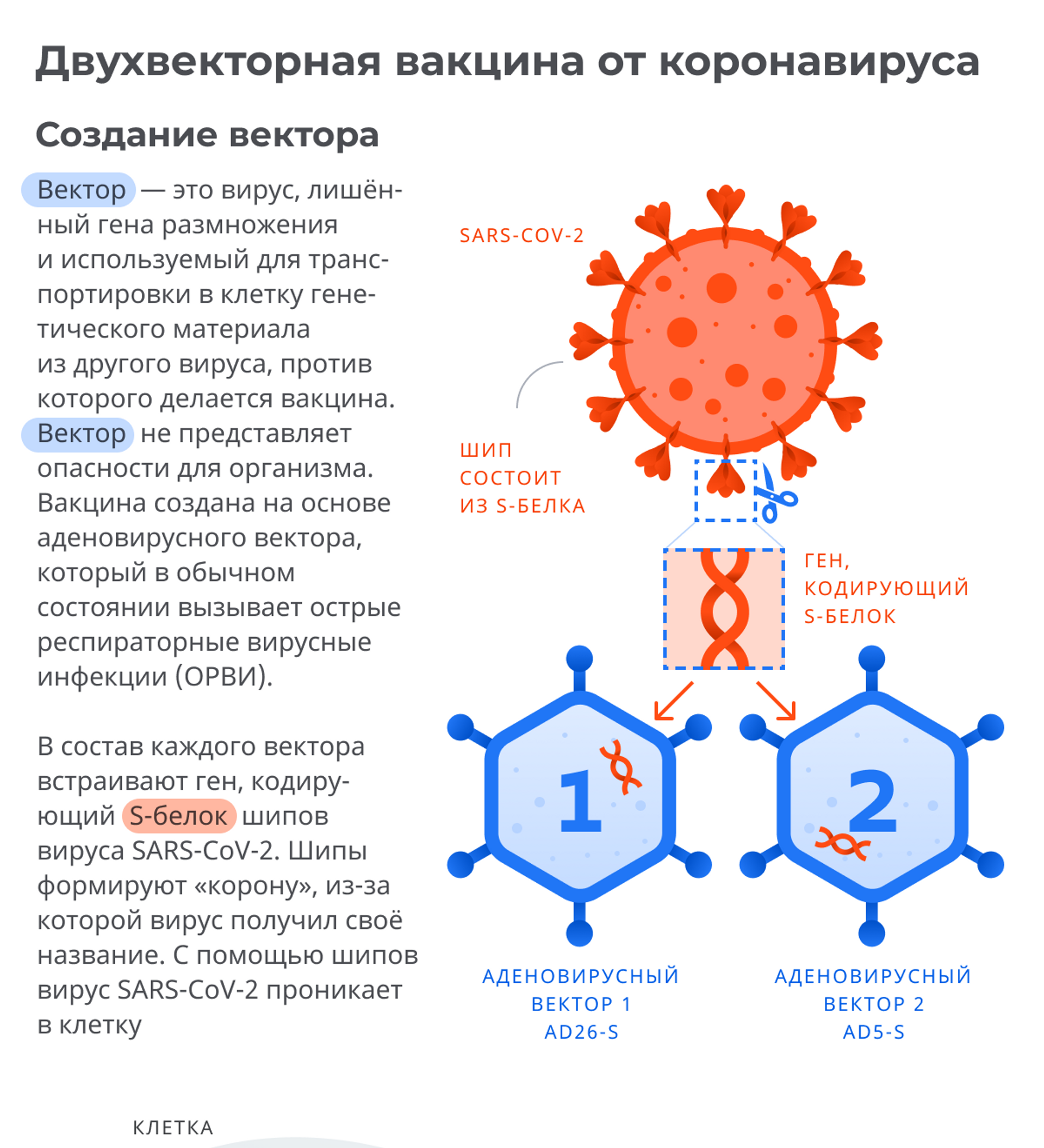 Принцип действия вакцины Спутник v. Компоненты вакцины от коронавируса. Из чего состоит вакцина. Состав вакцины Спутник.