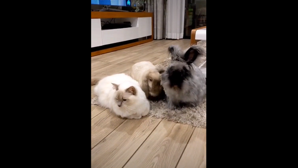 Кошка росла в доме с кроликами – смотрите на видео, что из этого вышло - Sputnik Грузия