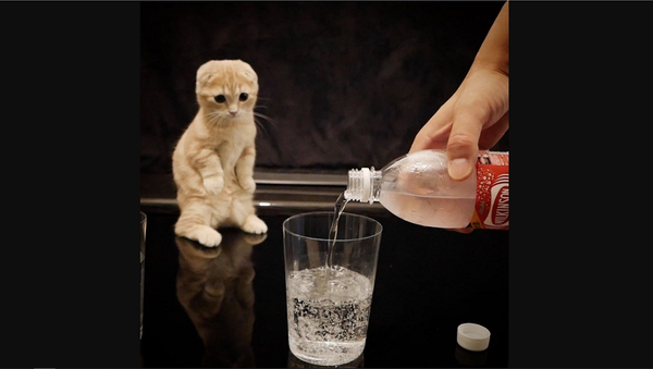 Котенок впервые видит газированную воду – его забавная реакция на видео - Sputnik Грузия