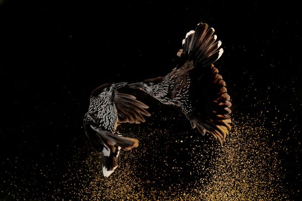 Снимок нидерландского фотографа Рулофа Моленаара, победивший в категории Поведение птиц фотоконкурса Bird Photographer of the Year 2020 - Sputnik Грузия
