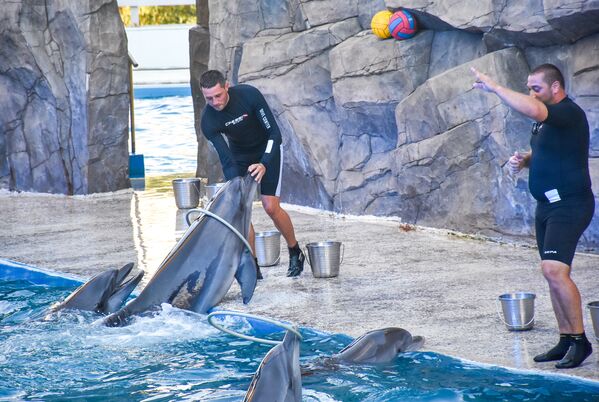 На представлениях в Батумском дельфинарии можно поразиться сноровке этих чудных мелкопитающих, тому, как они играют, соревнуются между собой и слушаются своих тренеров - Sputnik Грузия