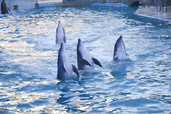 К сожалению, из-за пандемии коронавируса в ближайшие месяцы плавание с дельфинами отменено - Sputnik Грузия