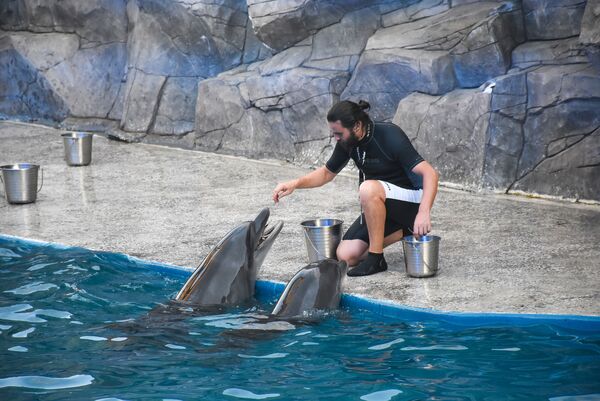 Но увидеть шоу с дельфинами можно аж четыре раза в день - в 14:00, 16:00, 19:00 и 21:00. Продолжительность представления 30-35 минут. Билеты детям младше 6 лет не нужны - Sputnik Грузия