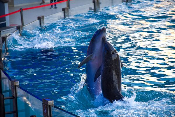 Видеть то, как дельфины чувствуют мир, людей, друг друга и способны передавать это ощущение окружающим - многого стоит - Sputnik Грузия
