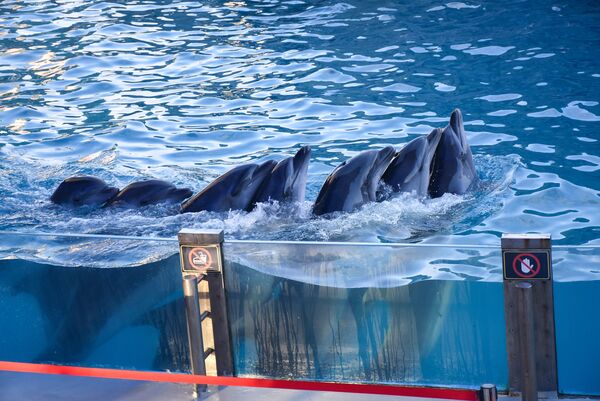После 20-летней паузы дельфинарий был открыт в 2011 году, и с тех пор его обитатели ежедневно дарят радость людям - Sputnik Грузия