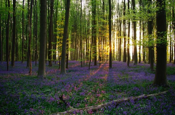 ჰალერბოსის ტყე - Sputnik საქართველო