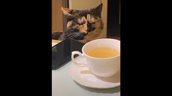 Кот сидит рядом с нарезанным луком, плачет и ничего не понимает – забавное видео - Sputnik Грузия