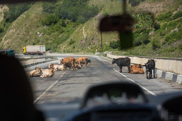 Внимательным на Военно-Грузинской дороге водитель должен быть не только из-за сложного рельефа местности, но и из-за стад коров и овец, которые часто выходят на проезжую часть и даже отдыхают, лежа посреди трассы - Sputnik Грузия