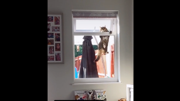 Теперь ты мой хозяин: уличный кот смешно пролез в форточку чужого дома – видео - Sputnik Грузия