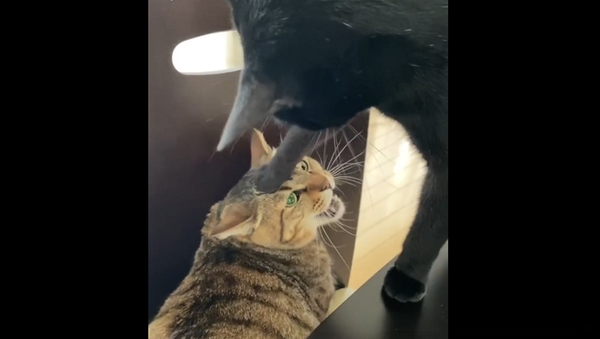 Доминируй, властвуй, делай кусь: забавную перепалку котов сняли на видео - Sputnik Грузия