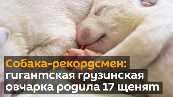 Собака-рекордсмен: гигантская грузинская овчарка родила 17 щенят - Sputnik Грузия