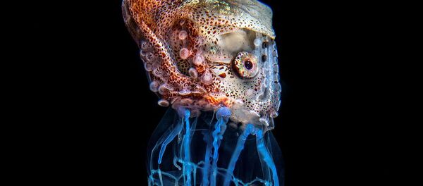 მაგნუს ლუნდგრენის ფოტომ „ჰიჩჰაიკერი“ გაიმარჯვა ნომინაციაში „ცხოველის ქცევა“ მაგნუს ლუნდგრენის ფოტომ „ჰიჩჰაიკერი“ გაიმარჯვა ნომინაციაში „ცხოველის ქცევა“ - Sputnik საქართველო