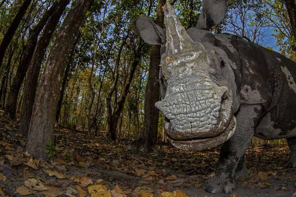 Выход в свет. Индийский носорог отважился выйти за границы парка, где живет, чтобы позировать для этого кадра. У фотографа Сумабраты Мулика - второе место в номинации Портреты животных - Sputnik Грузия