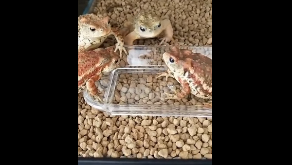 Очень недовольный взгляд лягушек на сородича-обжору развеселил Сеть – видео - Sputnik Грузия