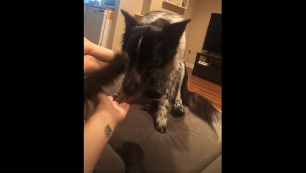 Хозяйка попросила собаку дать лапу, но никак не ожидала такой элегантности – видео - Sputnik Грузия