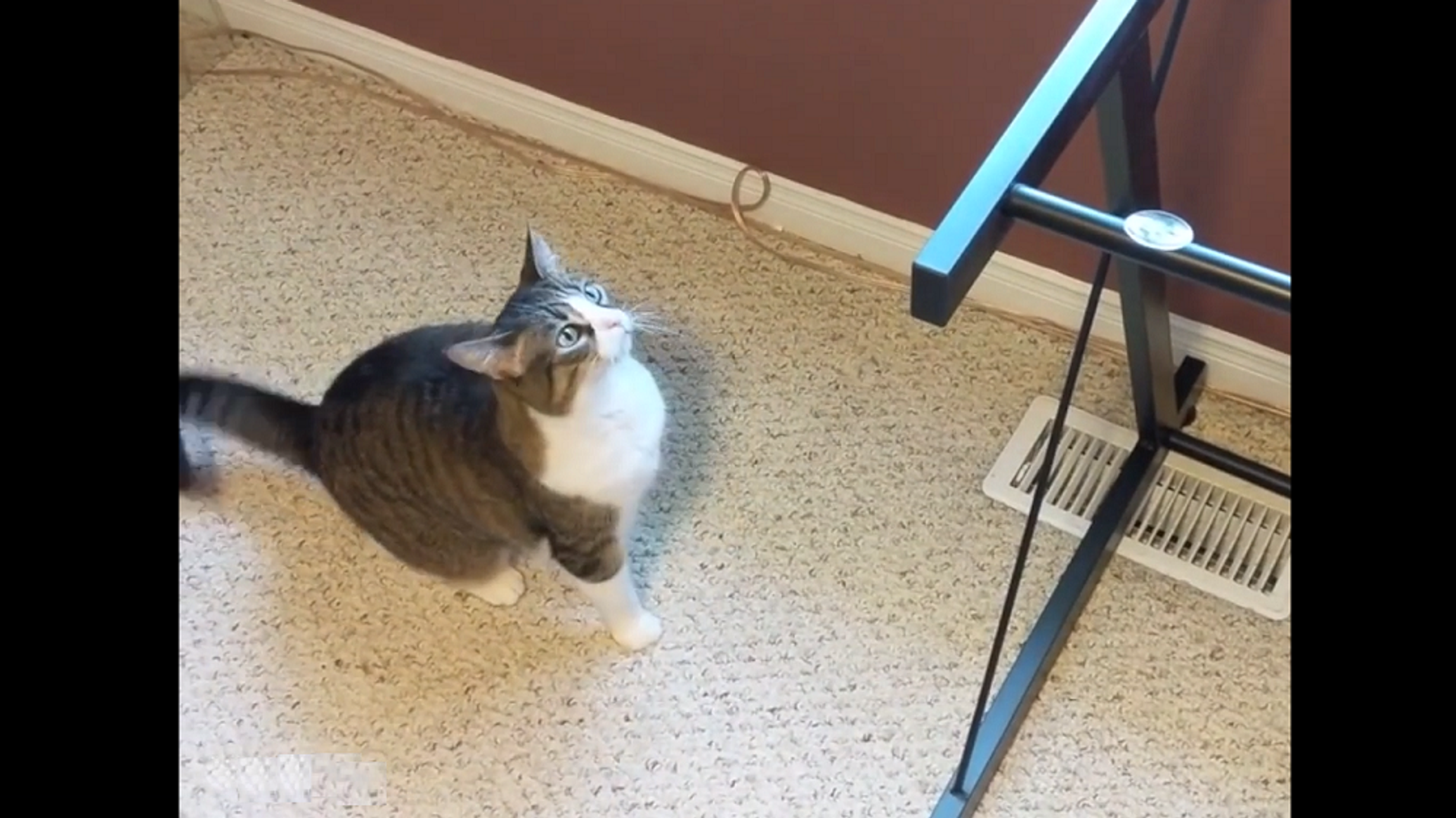Cat tries. Кошка под столом. Фиксация кошки на столе. Кошка снята из под стеклянного стола.